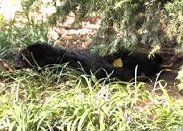 小熊尸体被弃于草丛中