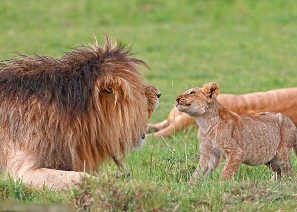 ��ʨ�޾��ߵ�������ǰ