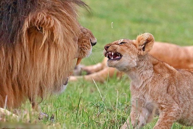 ��ʨ��΢��������������