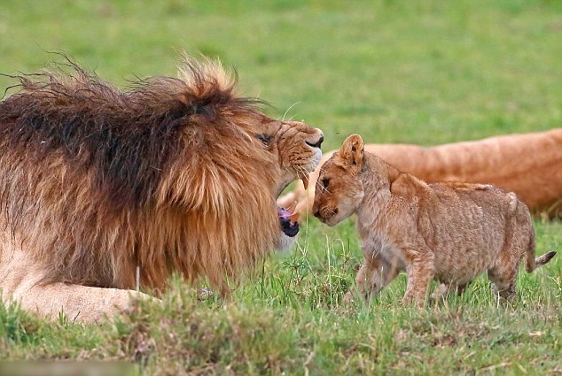 ��ʨ�ۼ��������߲��㣬������ʾ����