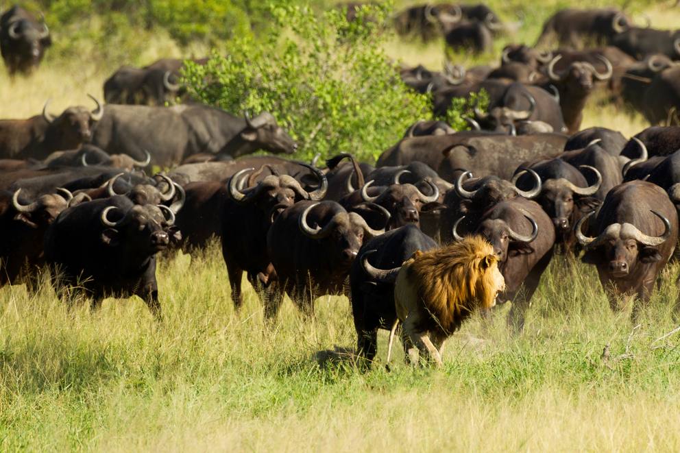 南非克鲁格国家公园受伤狮子被水牛群冲撞踩死