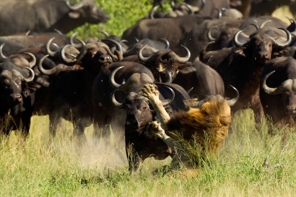 南非克鲁格国家公园受伤狮子被水牛群冲撞踩死
