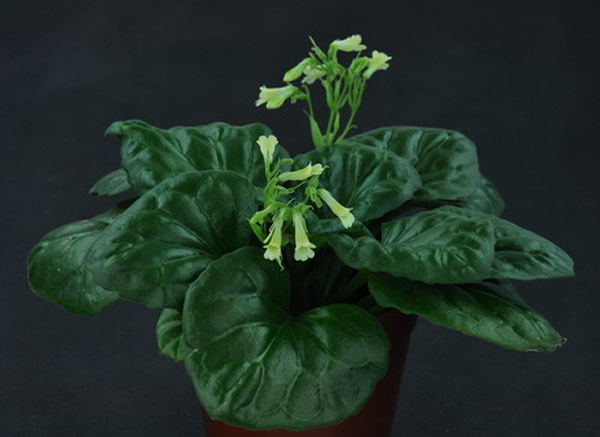 ��Ʒ�֡�����2