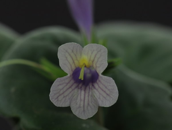 ��Ʒ�֡���ϼ2