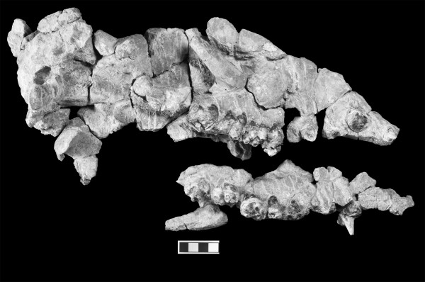 ڰͻ˹ֵ̹ͷǡӰԴCooper Lab, NEOMED