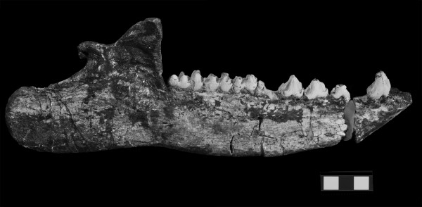 ·ֵ Anthracobunid ǡƬԴCooper Lab, NEOMED