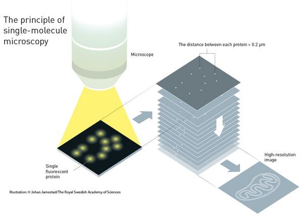 ͼΪ������ӫ����΢����ԭ��ͼ��