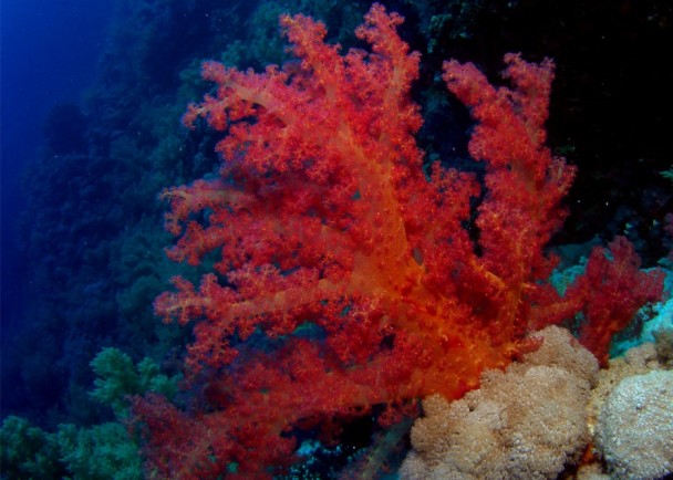 中国渔船看准红珊瑚有市有价,不断到日本海域偷捞。图为红珊瑚。