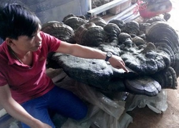 越南中部发现1.7米长、重220公斤巨无霸灵芝