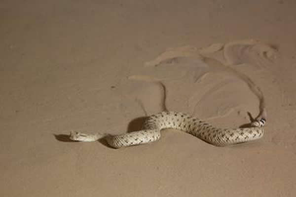 侧向扭行的响尾蛇在沙漠中爬行