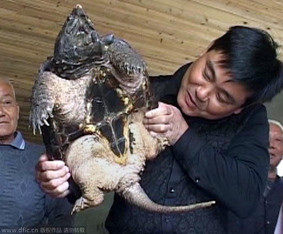 南京村民长江边捡到大鳄龟:重达18斤凶猛异常