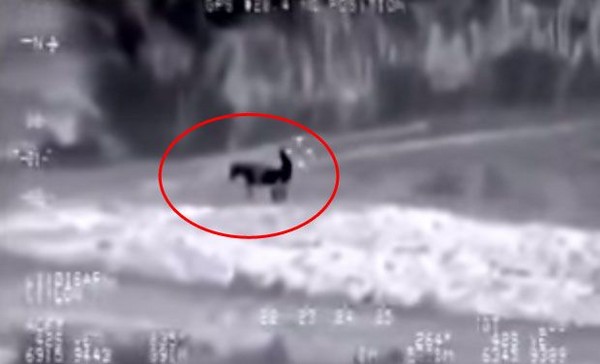 无人机拍到伊斯兰国IS战士与驴子嘿咻