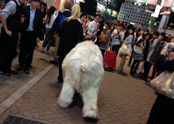 北极熊吸引大批围观者拍照