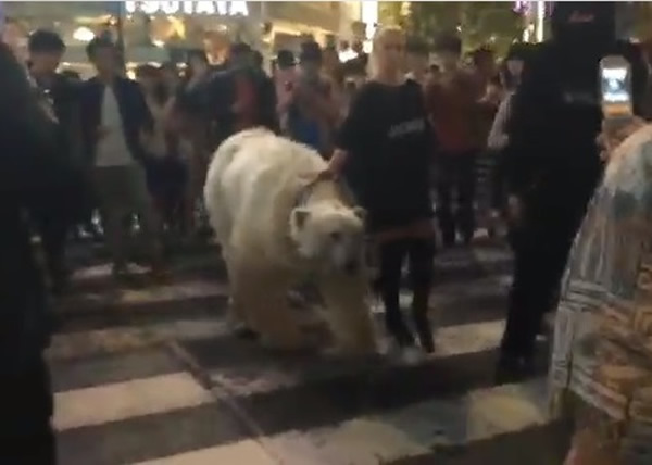 北极熊在车站前与途人一起过马路