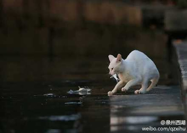 西湖野猫捕鱼