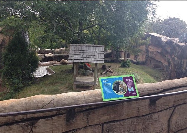 美国阿肯色州3岁男童堕动物园美洲豹穴 遭袭击重伤