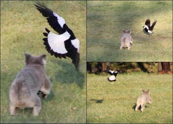 澳洲悉尼树熊爬树午睡 惨遭愤怒喜鹊赶走