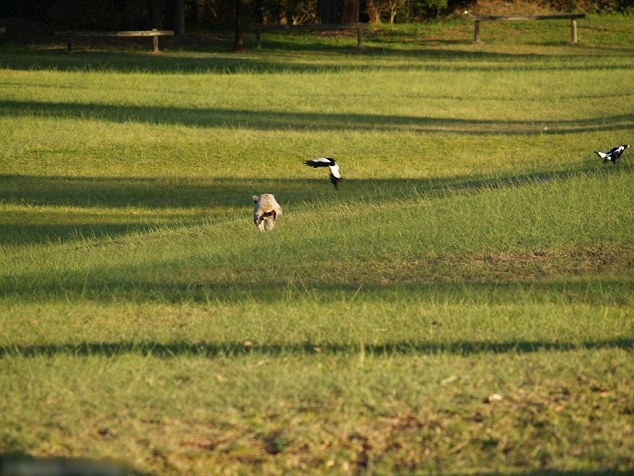 喜鹊一路追赶树熊