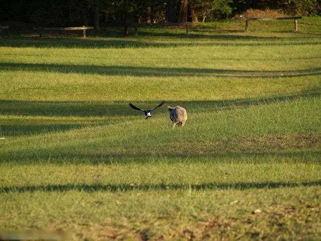 树熊最终安全逃离喜鹊的“魔爪”