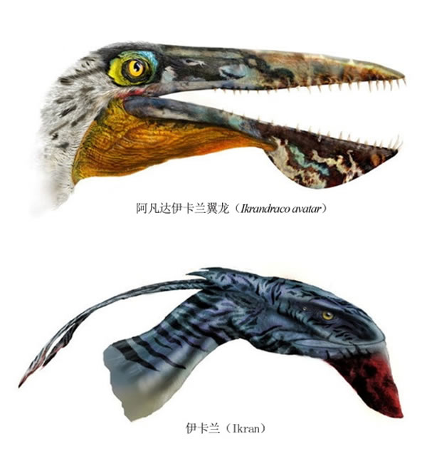 中国古动物馆“阿凡达伊卡兰翼龙”特展