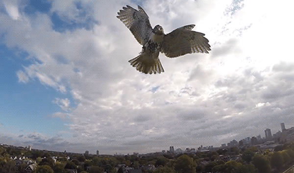 �������Ӳٿغ�ģ���ӥ�������