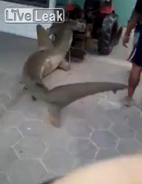 巴西一只被冲上岸的锤头鲨遭到民众用拖拉机一路狠心拖行