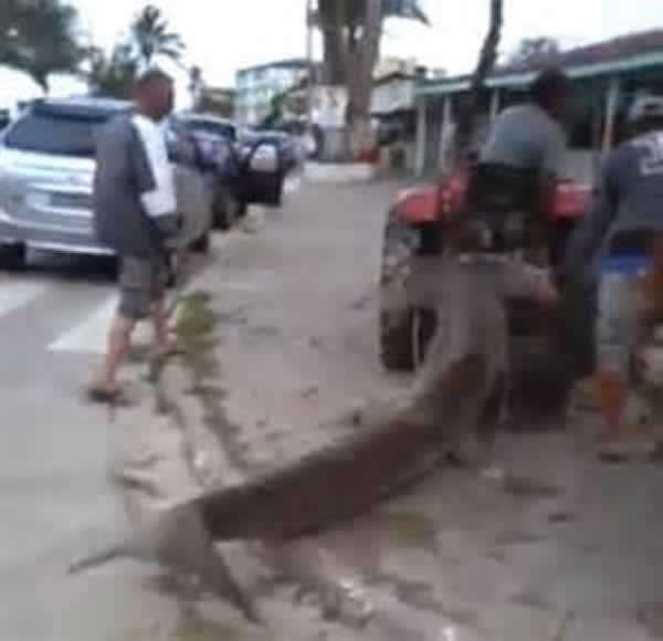 巴西一只被冲上岸的锤头鲨遭到民众用拖拉机一路狠心拖行