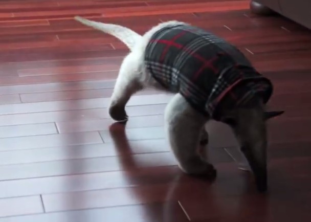 �ɹ�����ͬ���ʳ���ޣ��ֻص�δ��������ʱ�����ӡ�