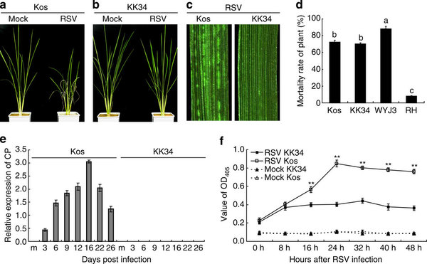 中国科学家克隆出首个水稻抗条纹叶枯病基因