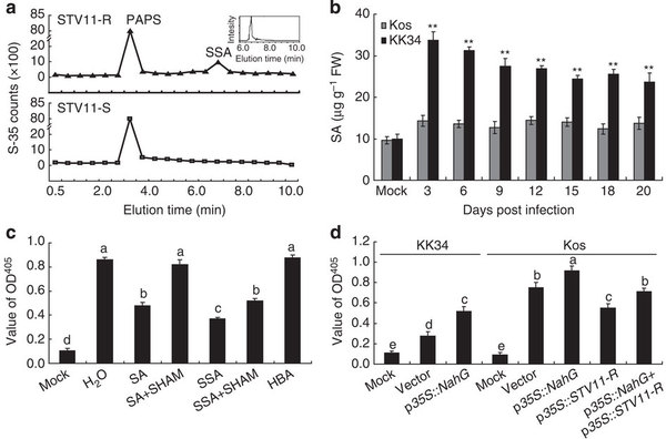 中国科学家克隆出首个水稻抗条纹叶枯病基因