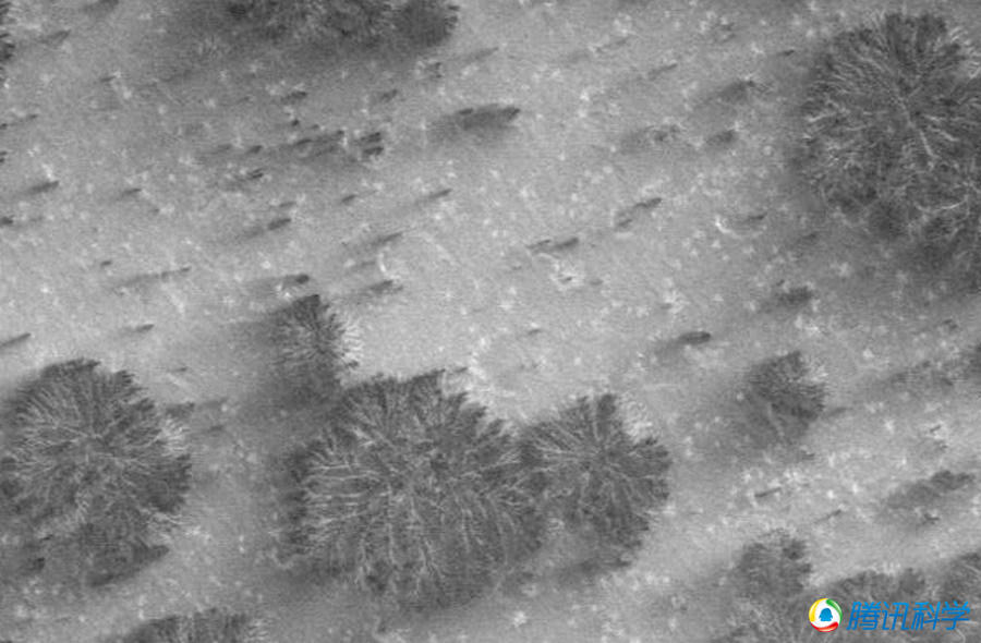 ����ֲ��