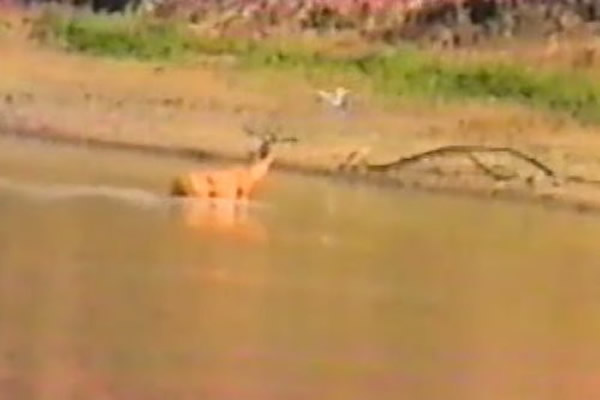 非洲河马赶走鳄鱼救下羚羊并赶上岸