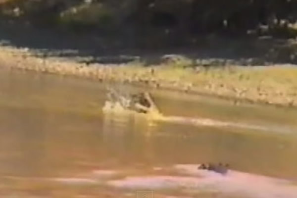 非洲河马赶走鳄鱼救下羚羊并赶上岸