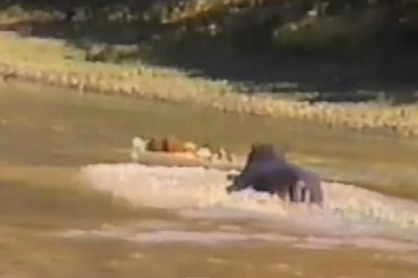 非洲河马赶走鳄鱼救下羚羊并赶上岸