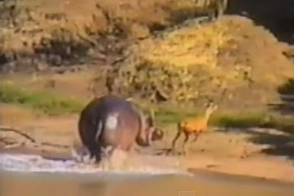 非洲河马赶走鳄鱼救下羚羊并赶上岸