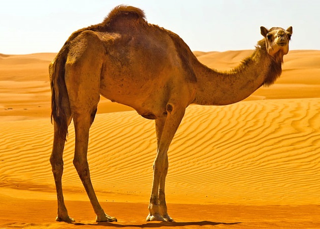 古阿拉伯女士相信将头发浸泡在骆驼尿中,发质可变得强韧兼有光泽。