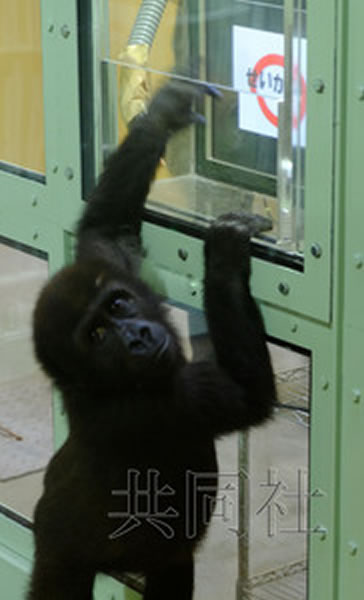 2岁的雄性大猩猩“元太郎”在实验中触碰触摸屏。