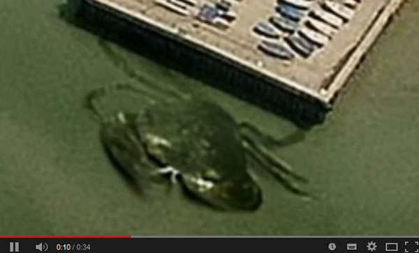 英国水域存在“螃蟹巨怪”?