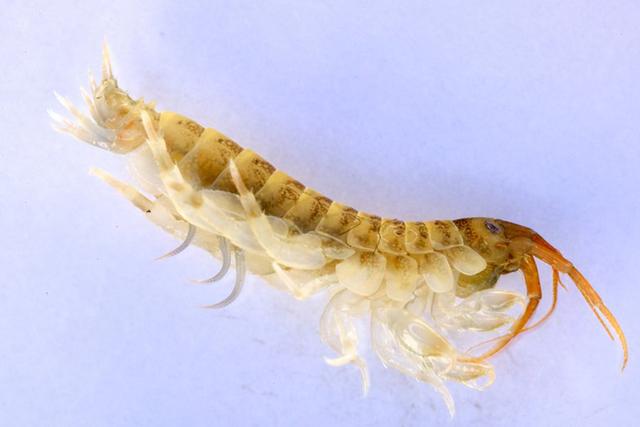 һ���������ɱ��Ϻ����ʼ����Ӣ���ĺ�����ˮ��