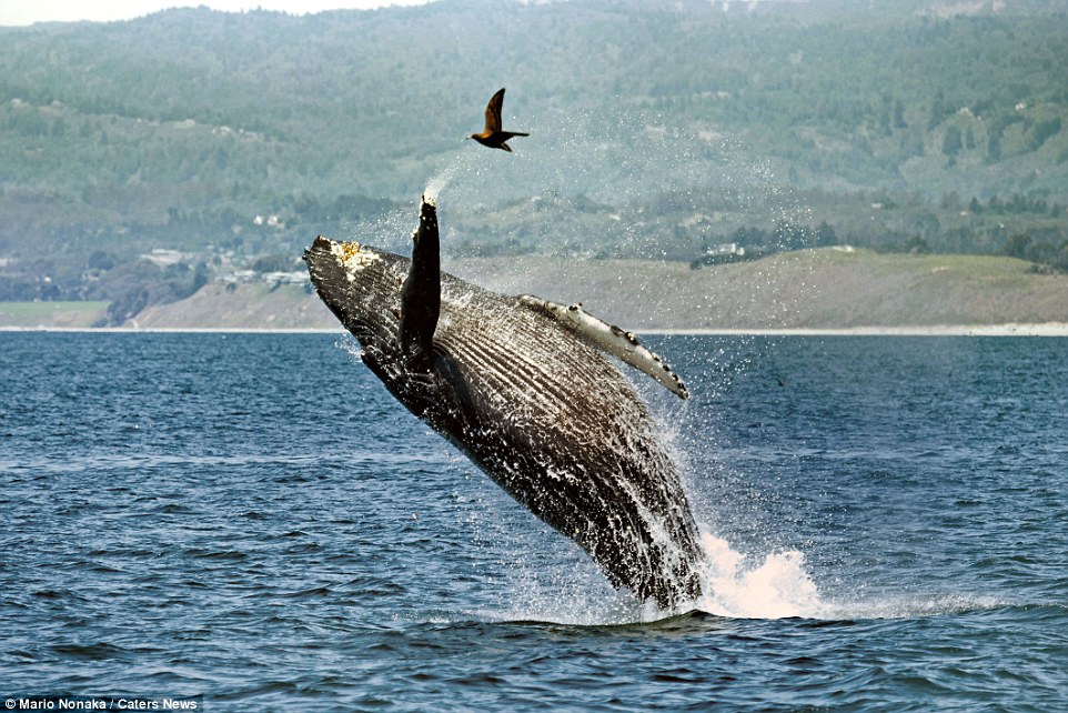 ��ͷ��Ծ��ˮ����Ϳշɹ���С�����