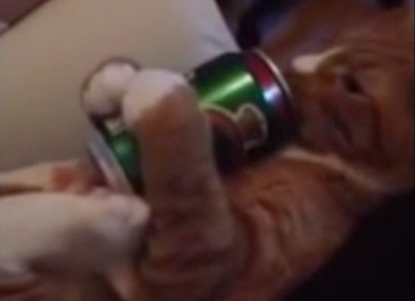 艾尔弗雷德接过主人递给它的啤酒罐,喝掉剩下的几滴啤酒。