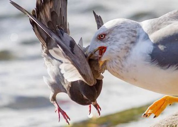 “杀手海鸥”锁定目标后,先一口咬住白鸽的颈部,令对方无法脱身。