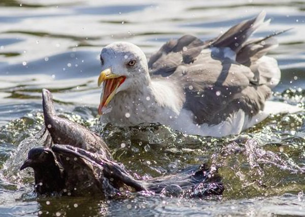 随后海鸥会把白鸽拖到湖内,令对方溺毙后才啄食。