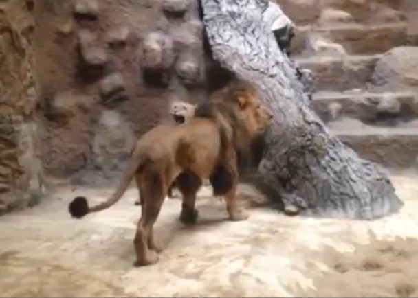 ��ʨ���������ʮ��ƽ��