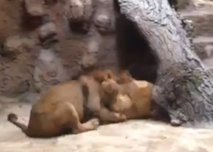 ��ʨͻ����վ���Աߵ�ĸʨ��ҧ�����ĺ������ţ��ս������ҧ����