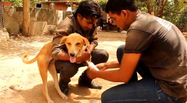 ӡ�����˻ƹ�����������Joy������ײ��ǰ֫������Ԯ���������󣬽�֫��ǰ�ȣ�ֻʣ�����ǰ�ȡ�