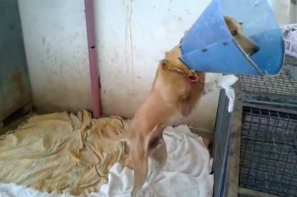 ���ڸ�ԭ�еġ��������Ȳ���������վ��������ֻ���ú�����·��������������һֻ����