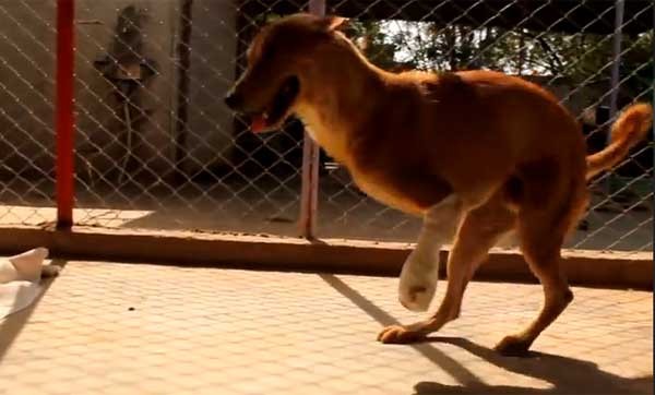 ���ڸ�ԭ�еġ��������Ȳ���������վ��������ֻ���ú�����·��������������һֻ����