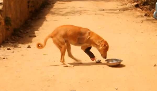 װ����֫�ġ��������Զ������ڿ��Բ����ٵ�����