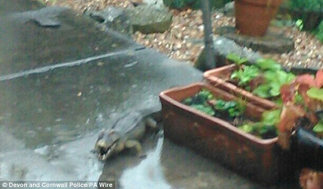 英国妇人煮饭煮到一半瞥见院子里有只张大嘴的鳄鱼